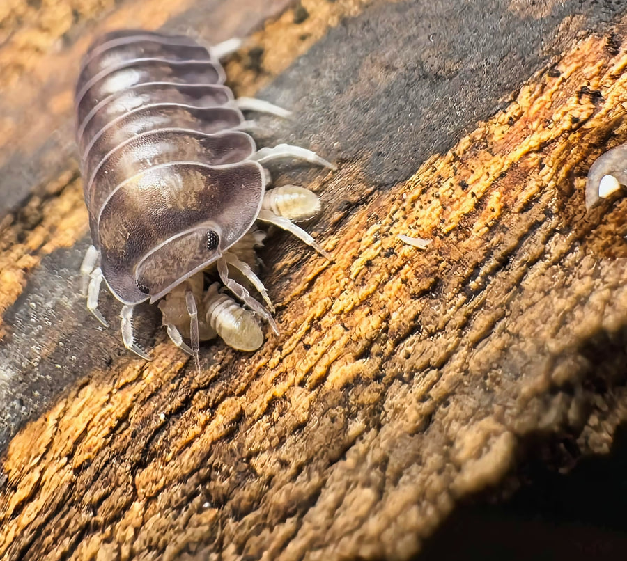 Cubaris sp "Blue Whale"