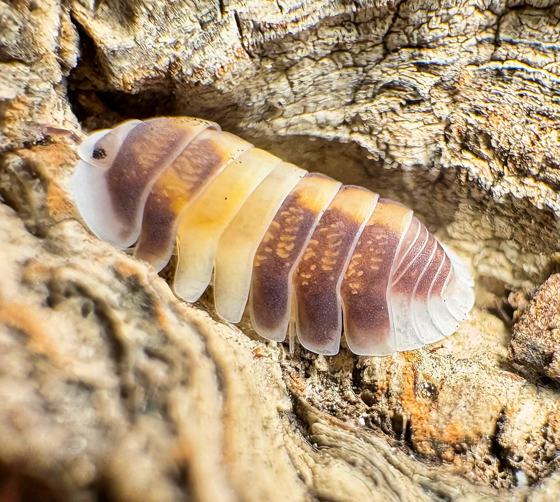 Cubaris sp "Cappuccino"