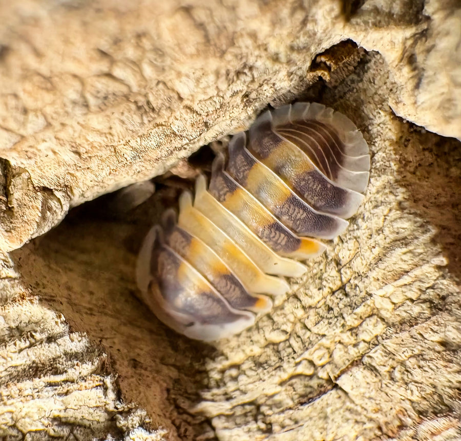 Cubaris sp "Cappuccino"
