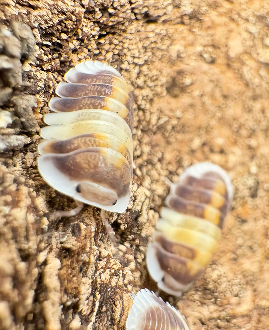 Cubaris sp "Cappuccino"