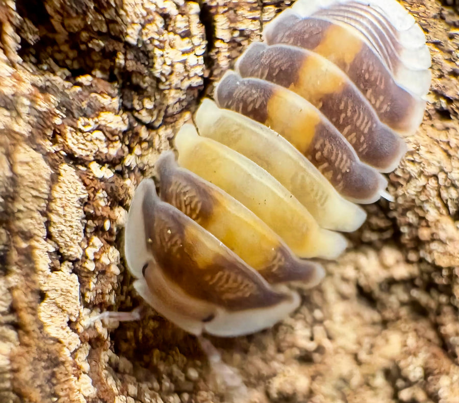 Cubaris sp "Cappuccino"