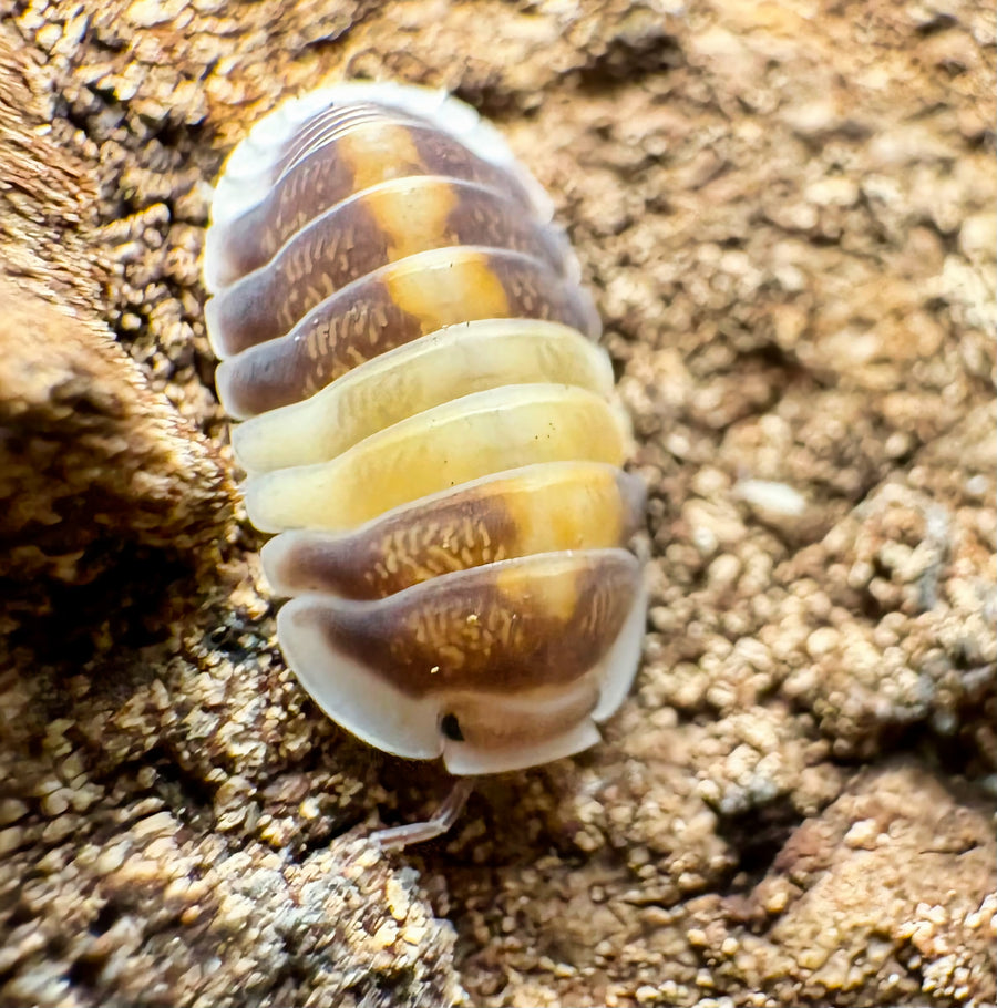 Cubaris sp "Cappuccino"
