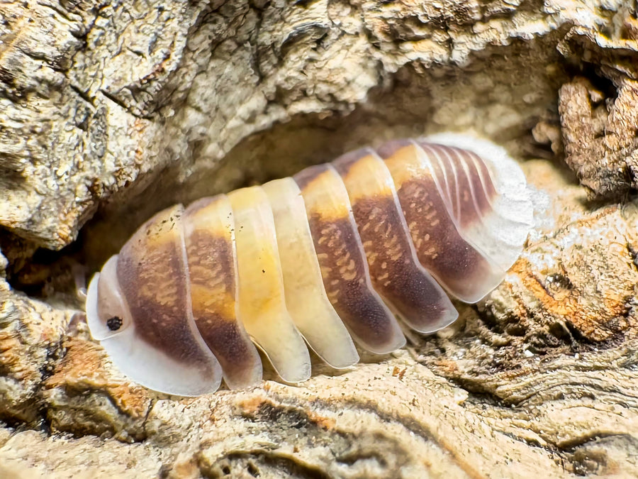 Cubaris sp "Cappuccino"