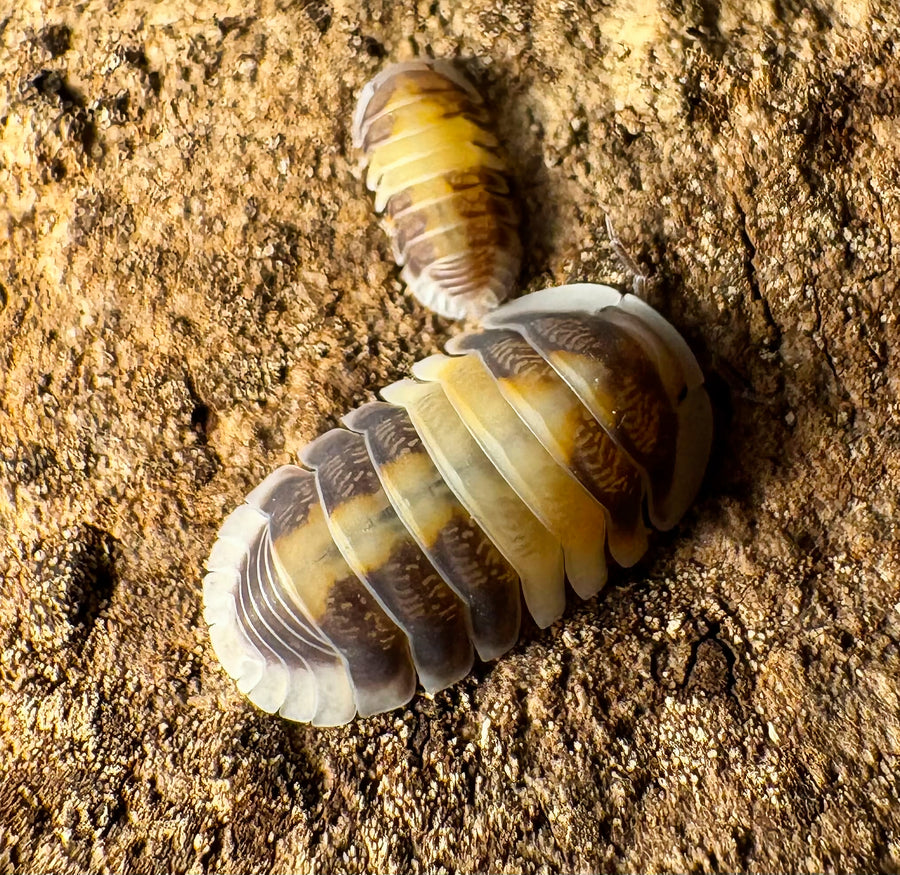 Cubaris sp "Cappuccino"