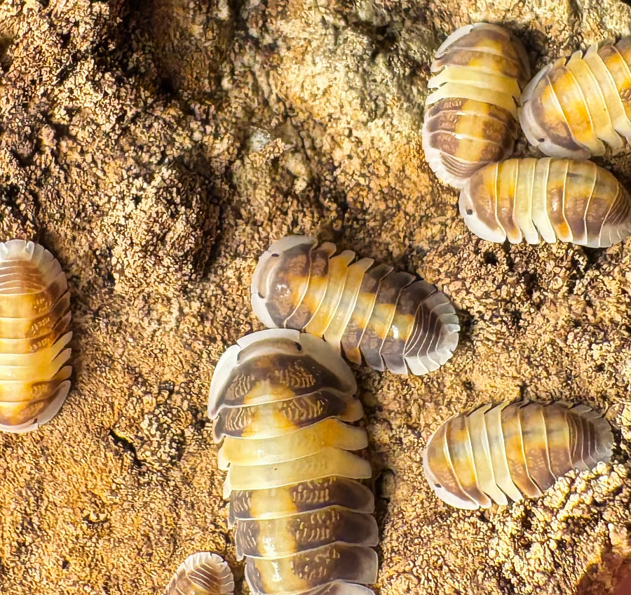 Cubaris sp "Cappuccino"