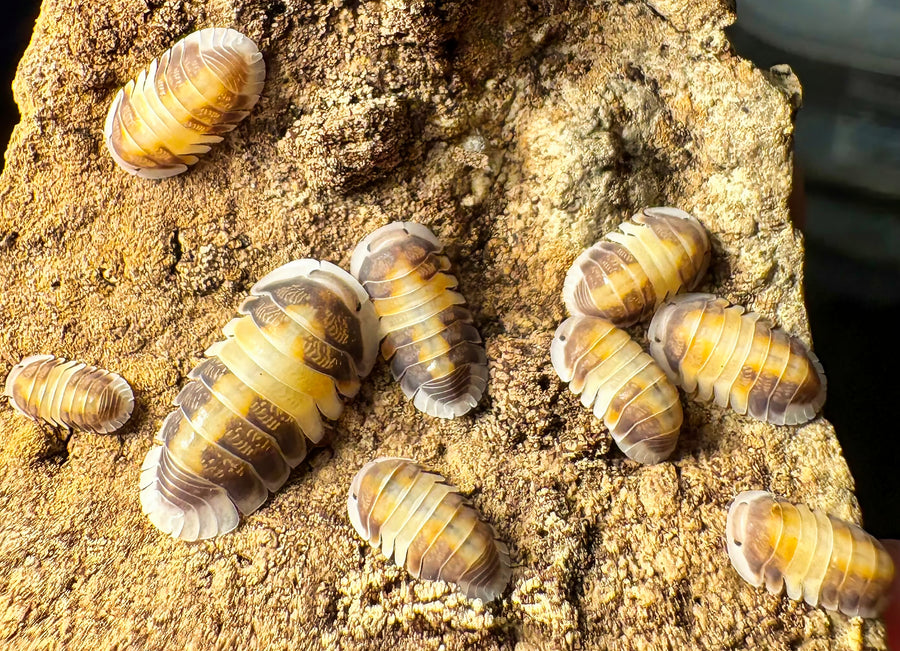 Cubaris sp "Cappuccino"