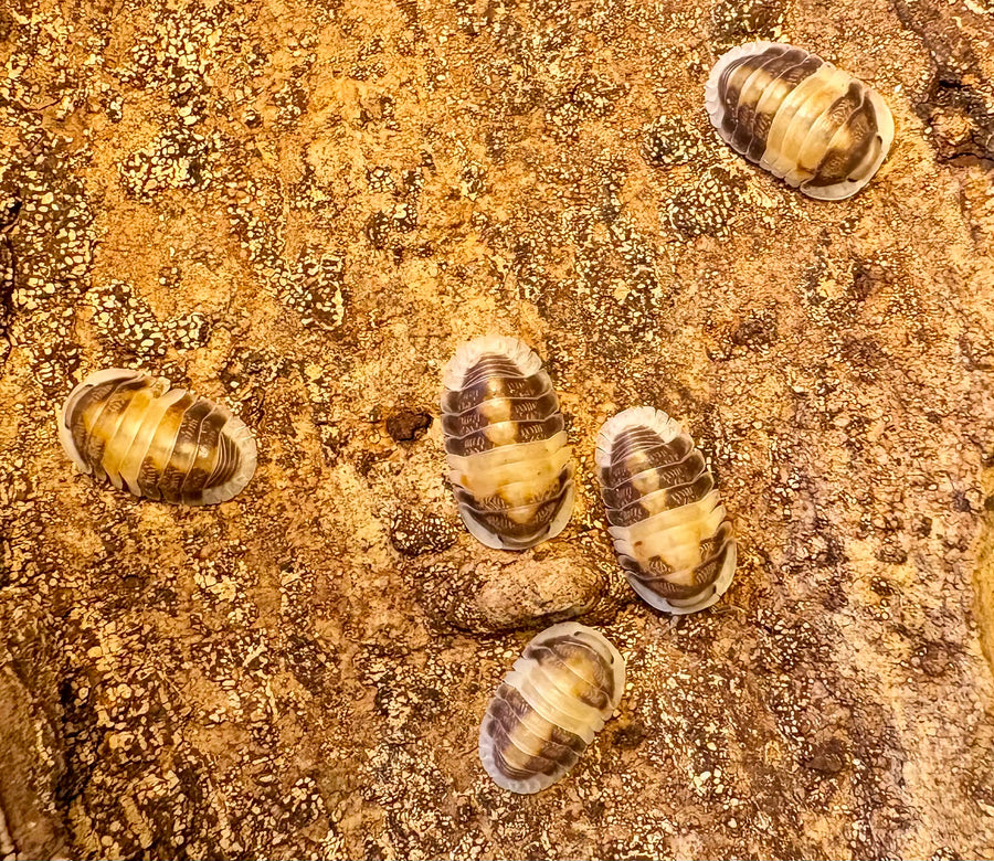 Cubaris sp "Cappuccino"