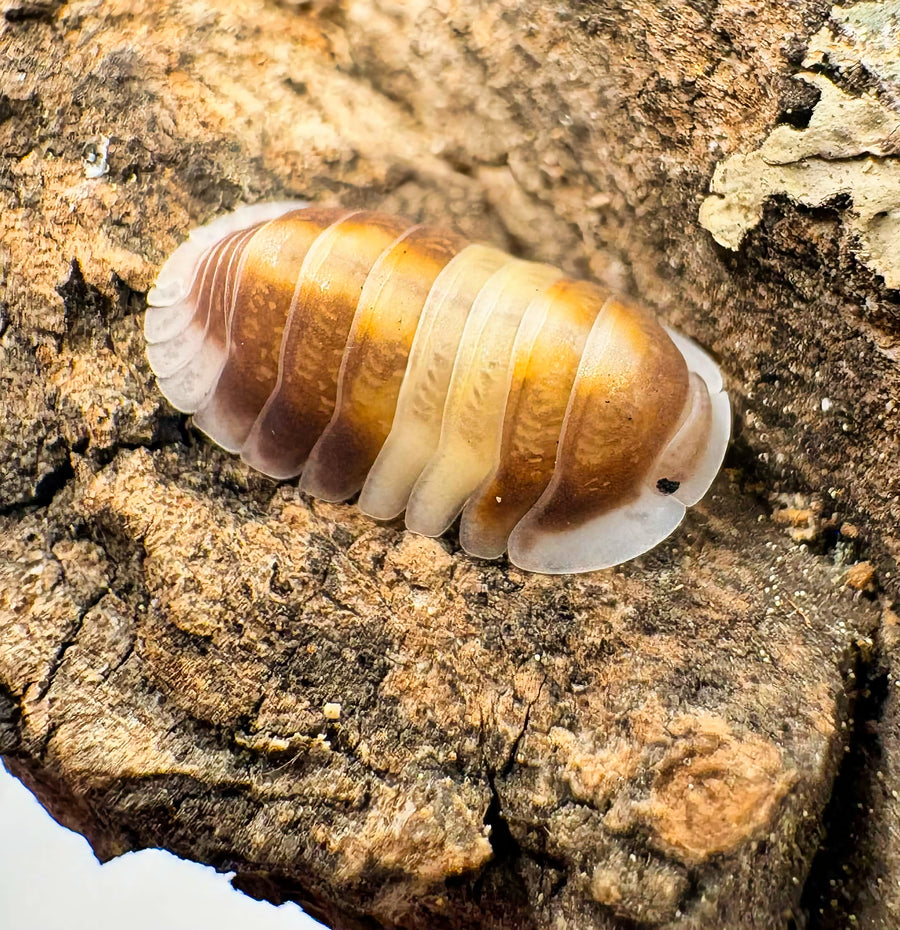 Cubaris sp "Cappuccino"
