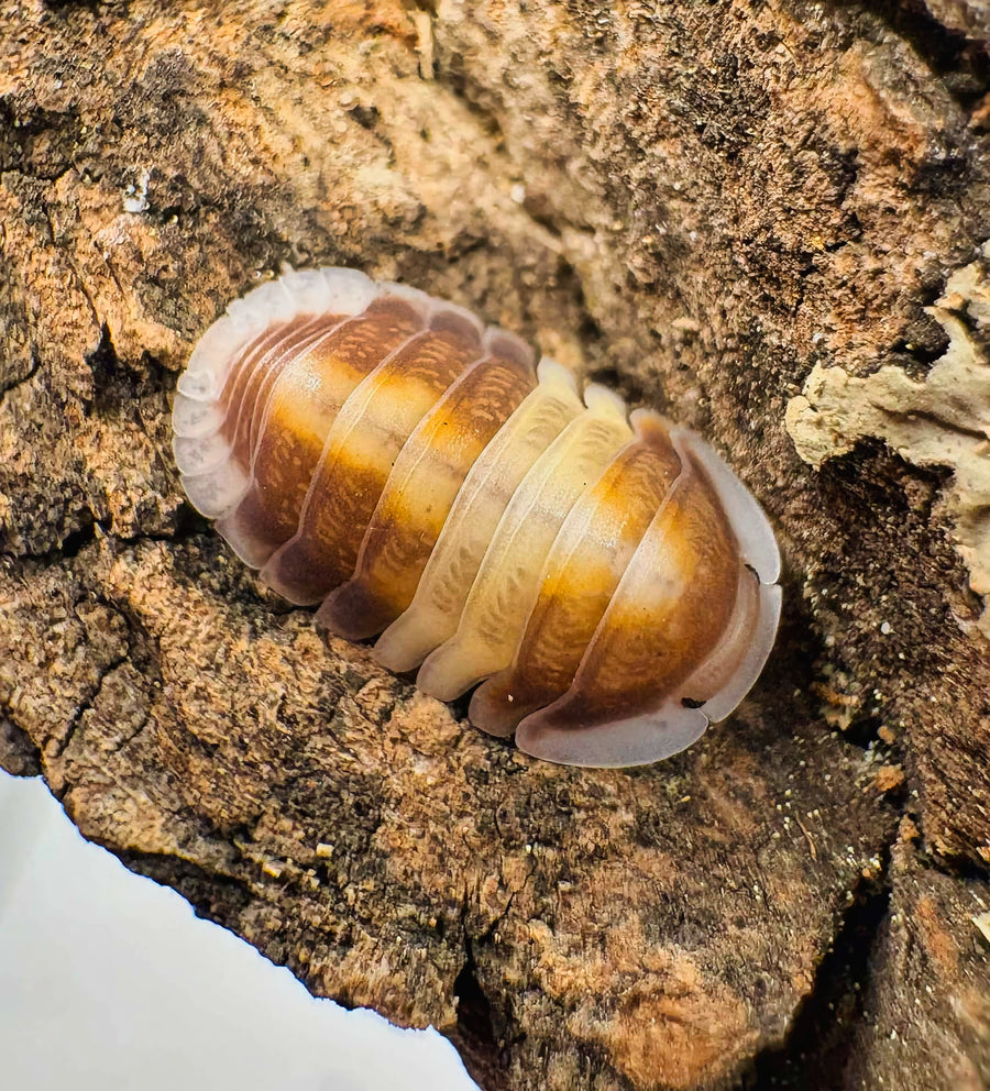 Cubaris sp "Cappuccino"