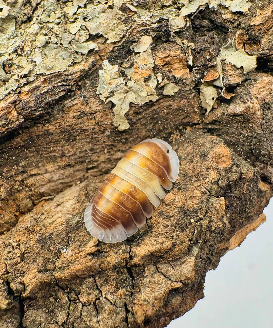 Cubaris sp "Cappuccino"
