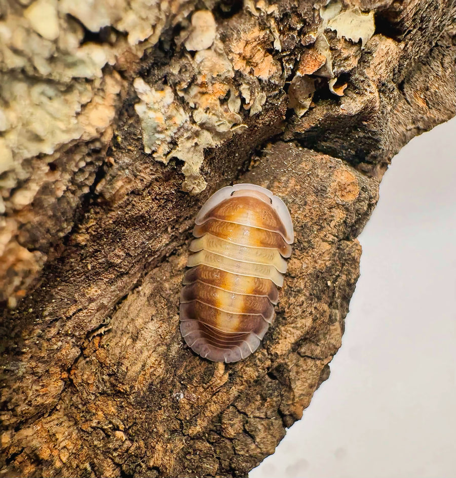 Cubaris sp "Cappuccino"
