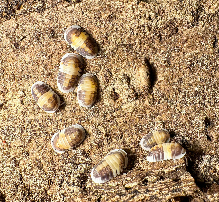 Cubaris sp "Cappuccino"