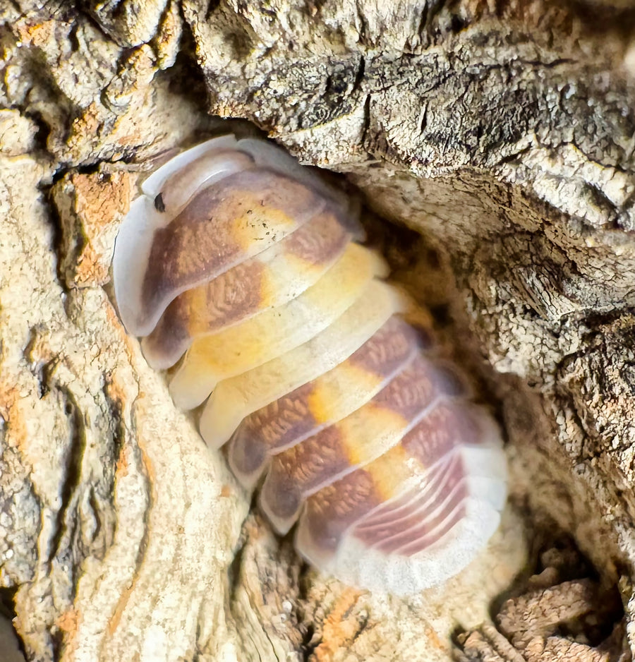 Cubaris sp "Cappuccino"