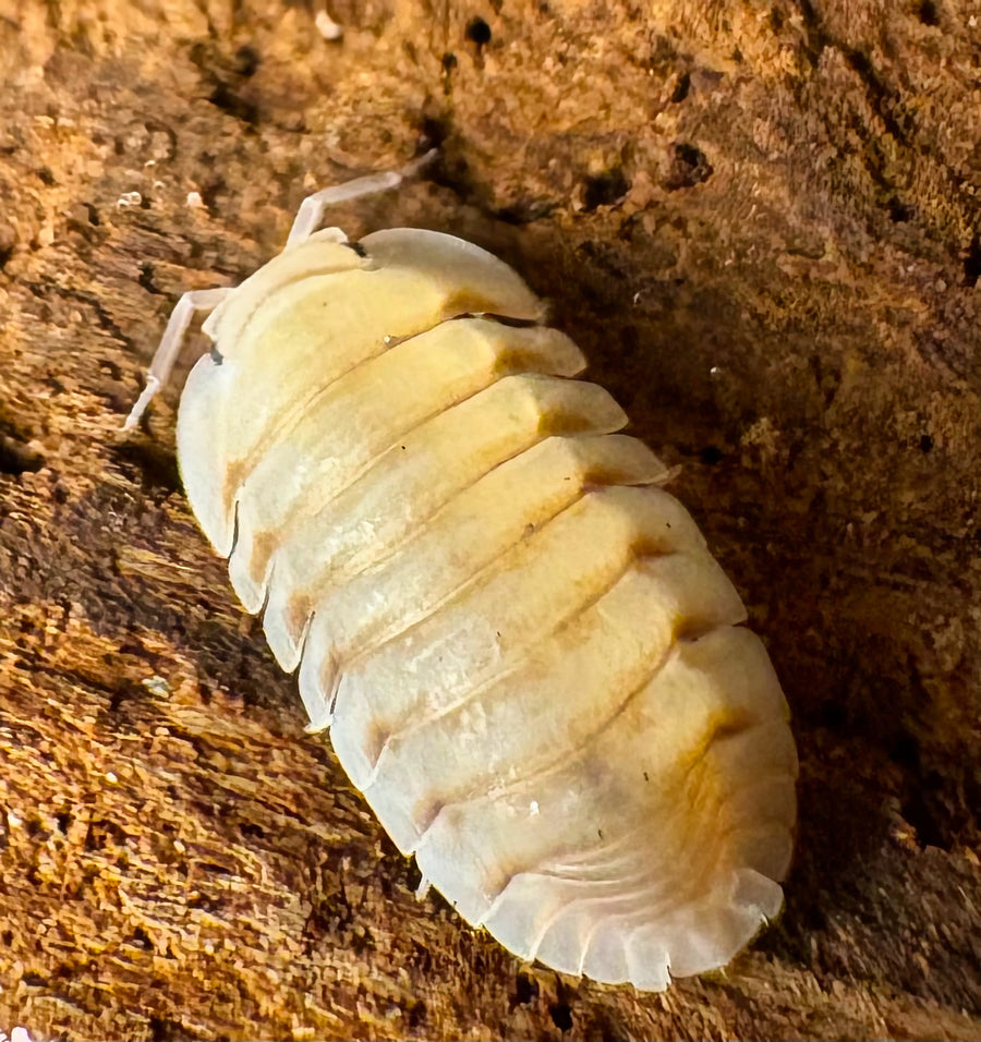Cubaris sp "Caramel Cream"