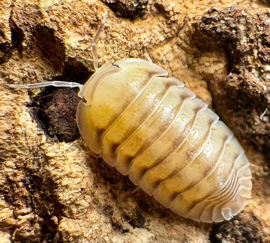 Cubaris sp "Caramel Cream"