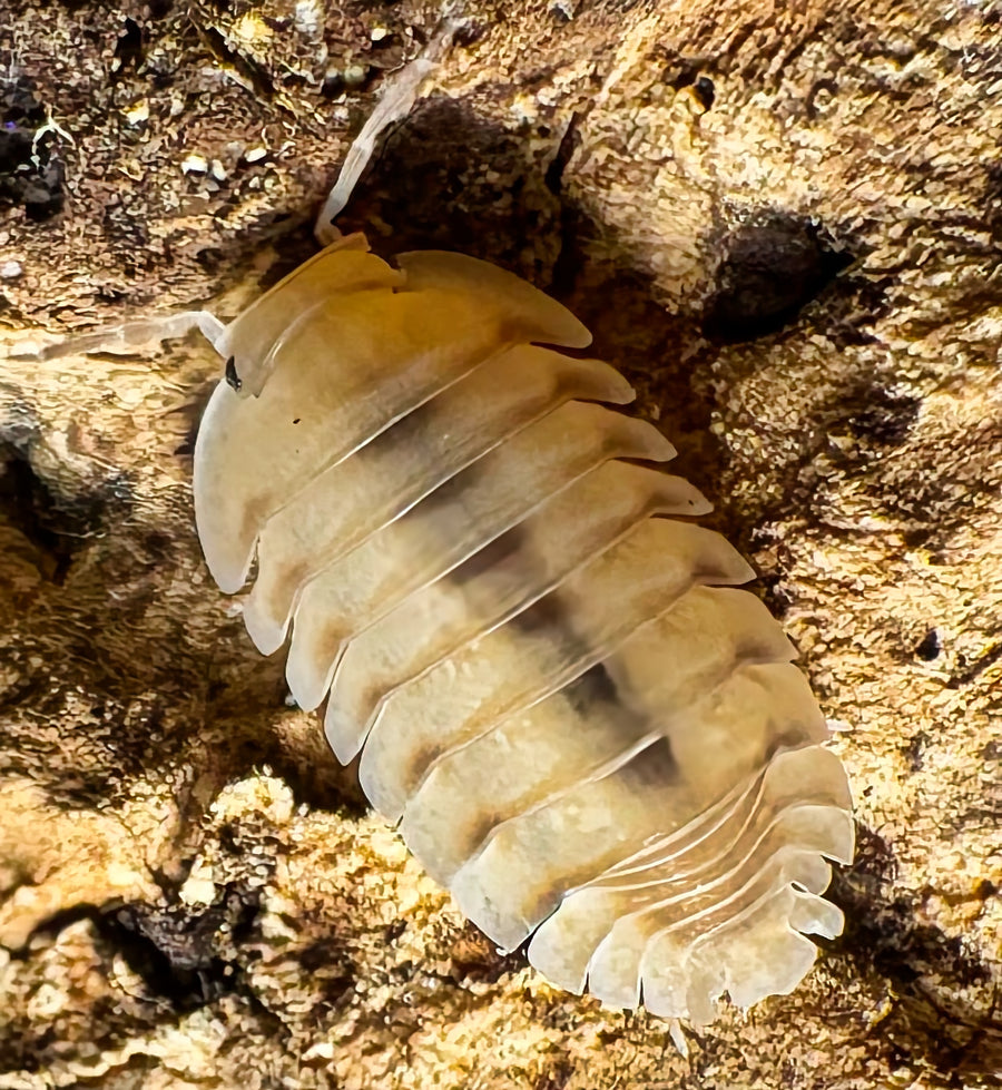Cubaris sp "Caramel Cream"