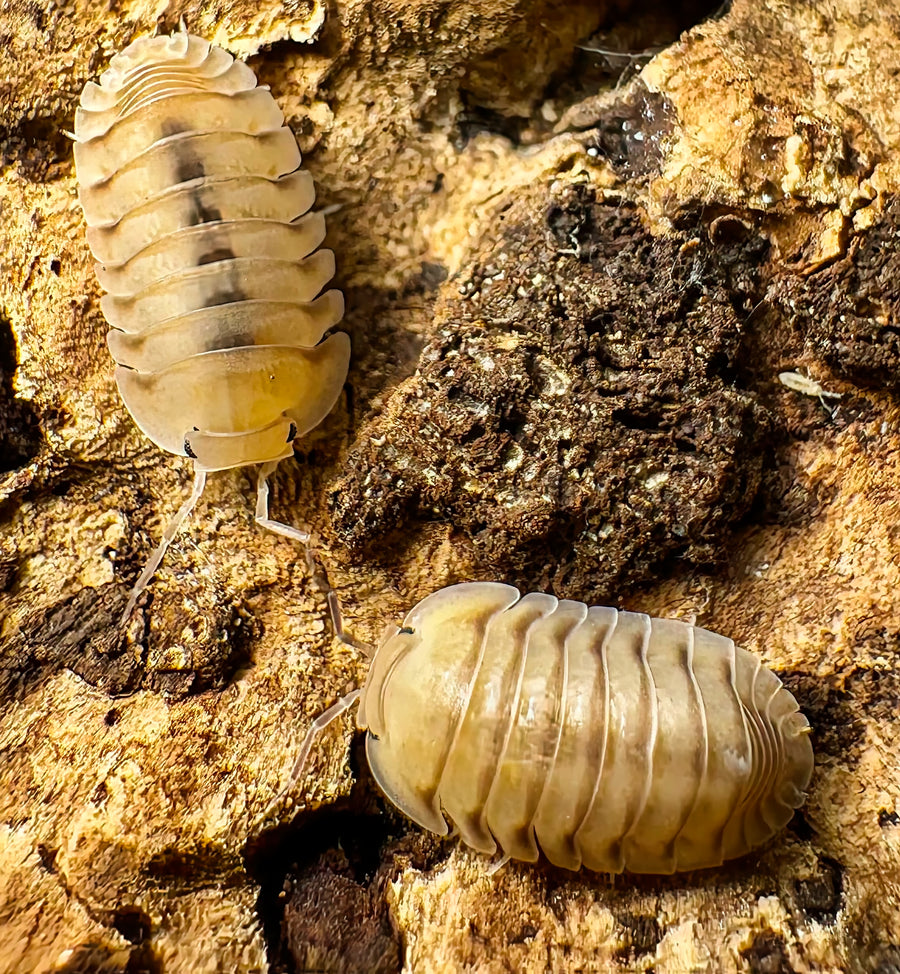 Cubaris sp "Caramel Cream"