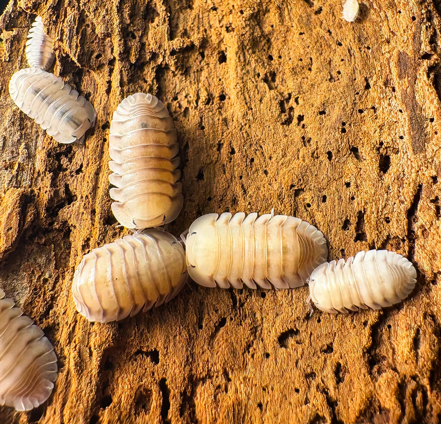 Cubaris sp "Caramel Cream"
