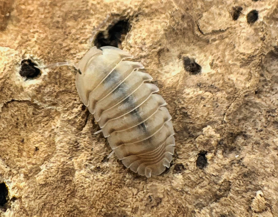 Cubaris sp "Caramel Cream"