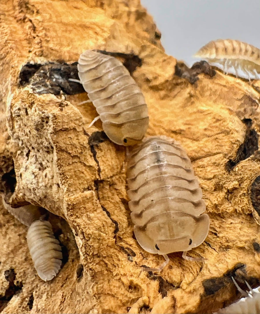 Cubaris sp "Caramel Cream"