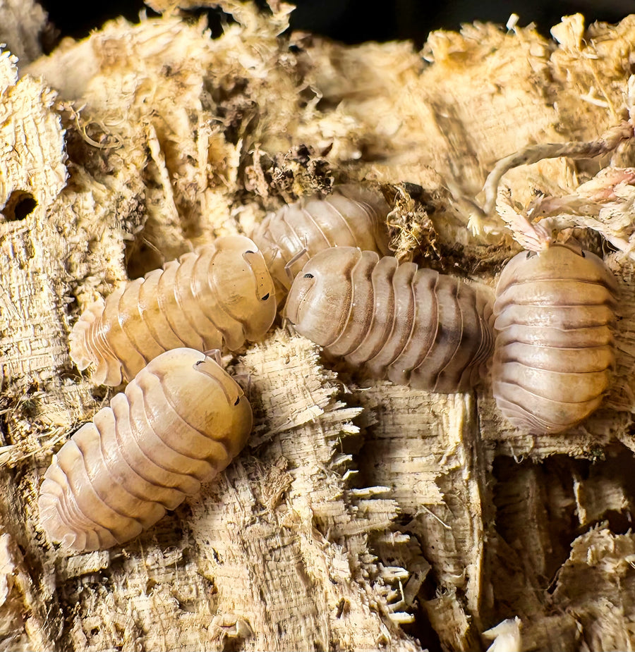 Cubaris sp "Caramel Cream"