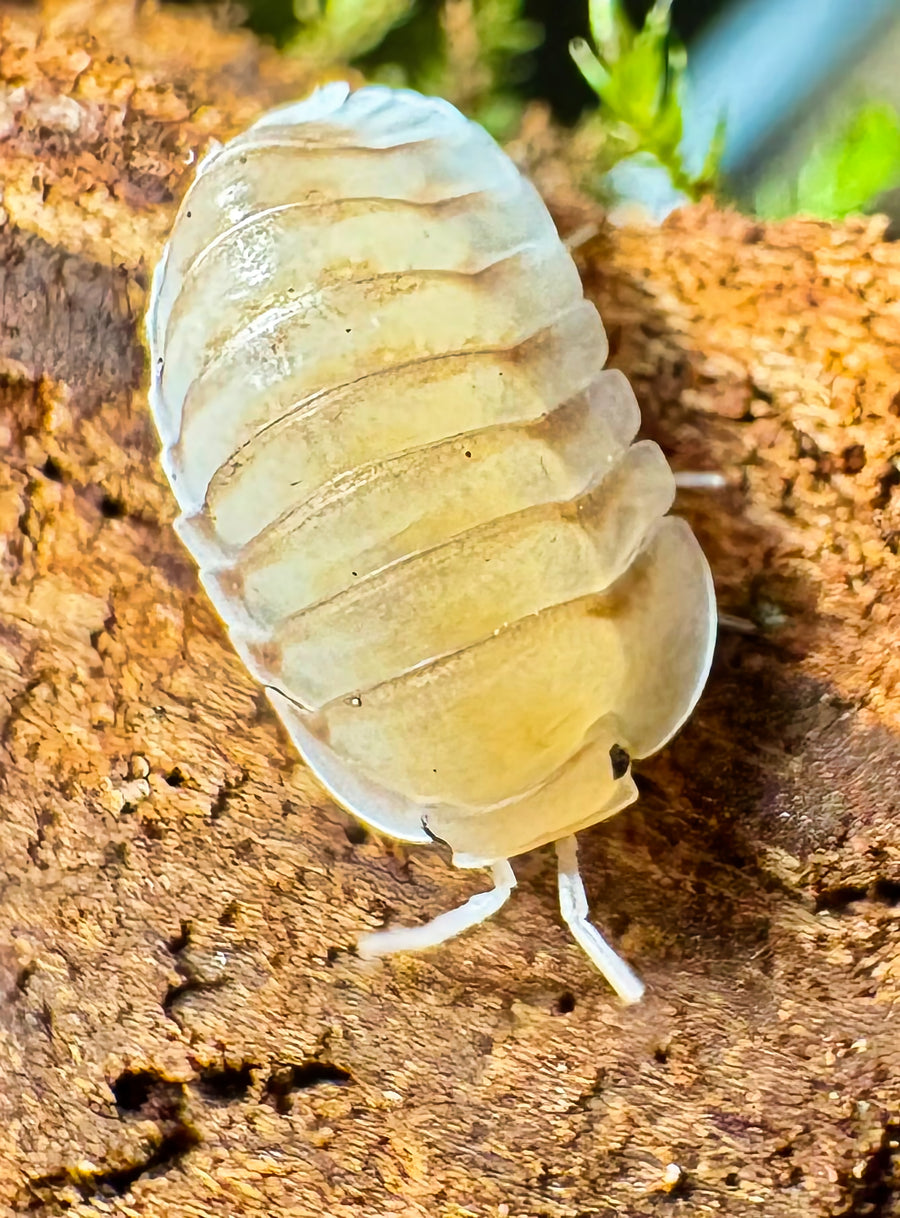 Cubaris sp "Caramel Cream"
