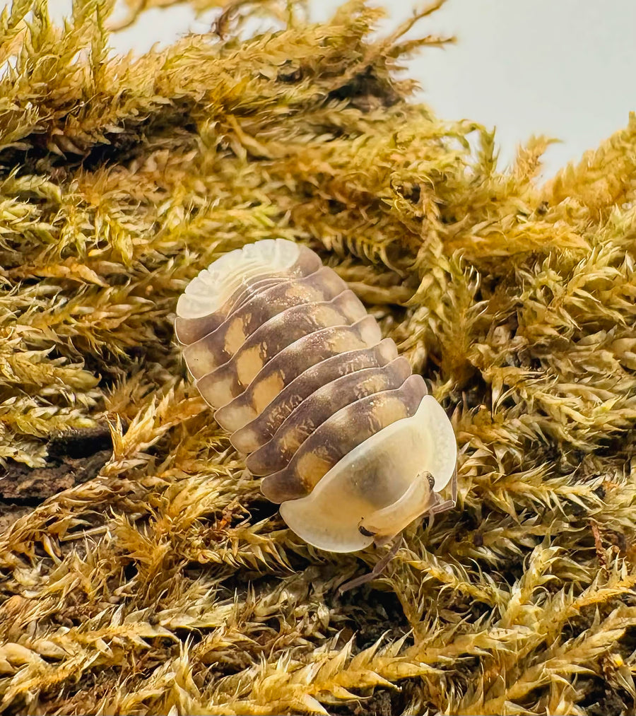 Cubaris sp "Cave Ducky"