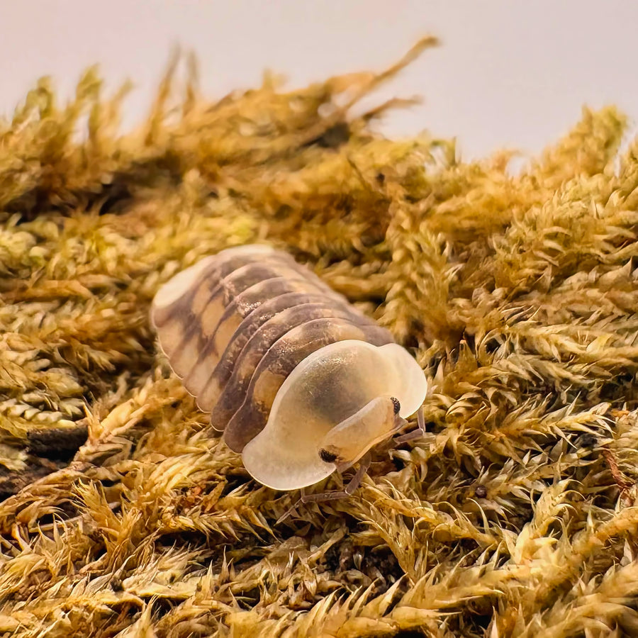 Cubaris sp "Cave Ducky"