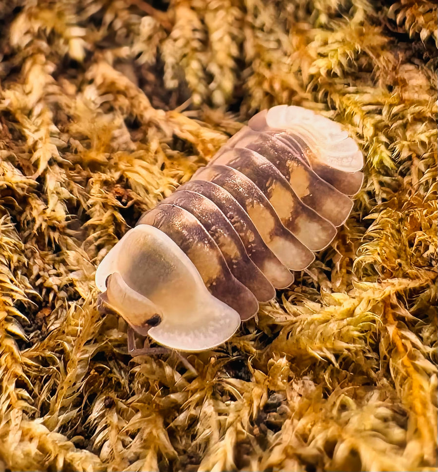 Cubaris sp "Cave Ducky"