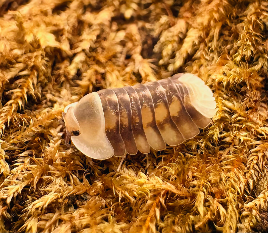 Cubaris sp "Cave Ducky"