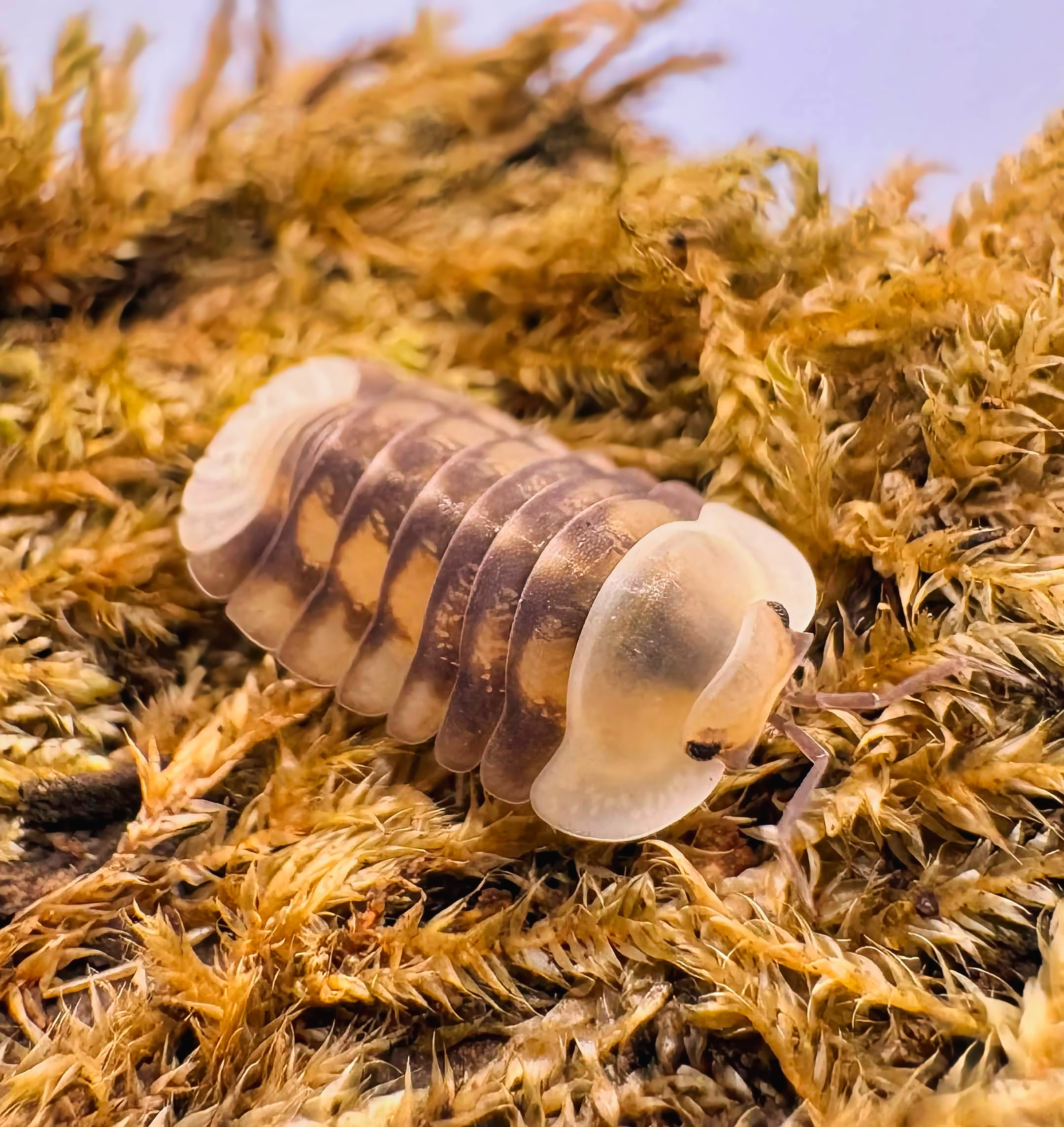 Cubaris sp "Cave Ducky"