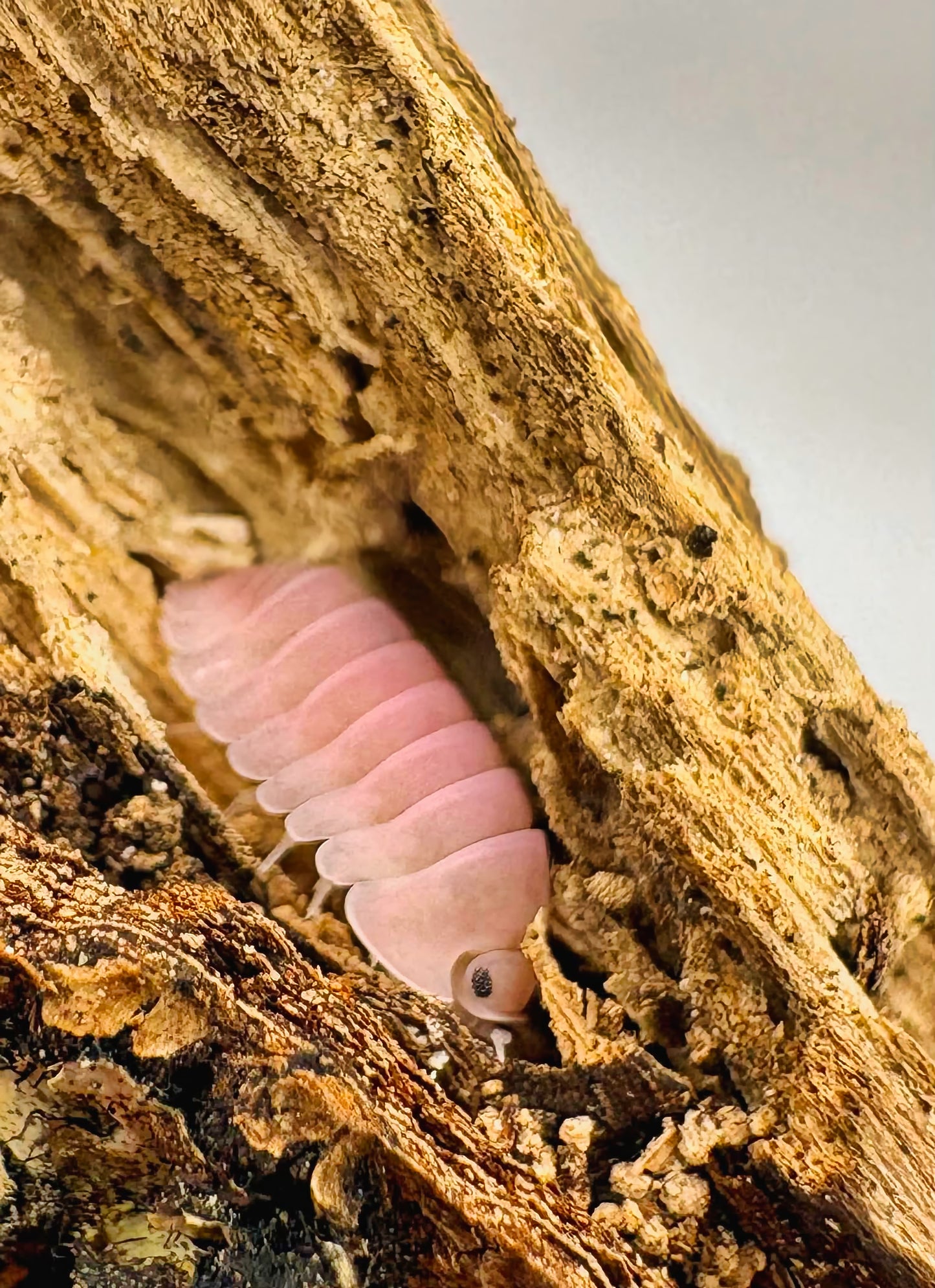 Cubaris sp "Cherry Blossom"