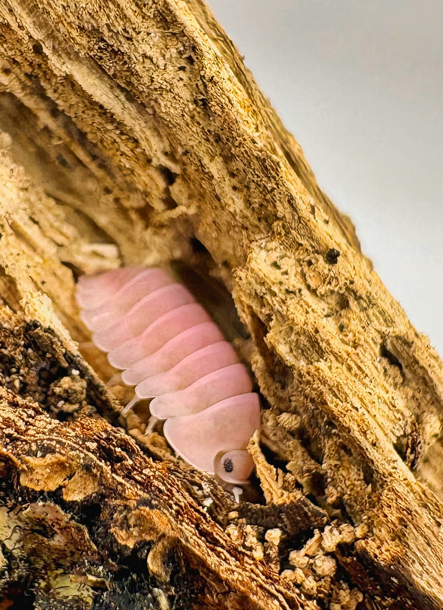Cubaris sp "Cherry Blossom"