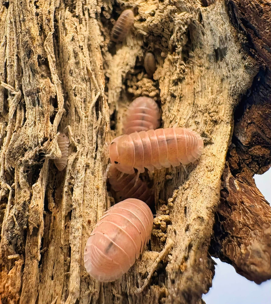 Cubaris sp "Cherry Blossom"