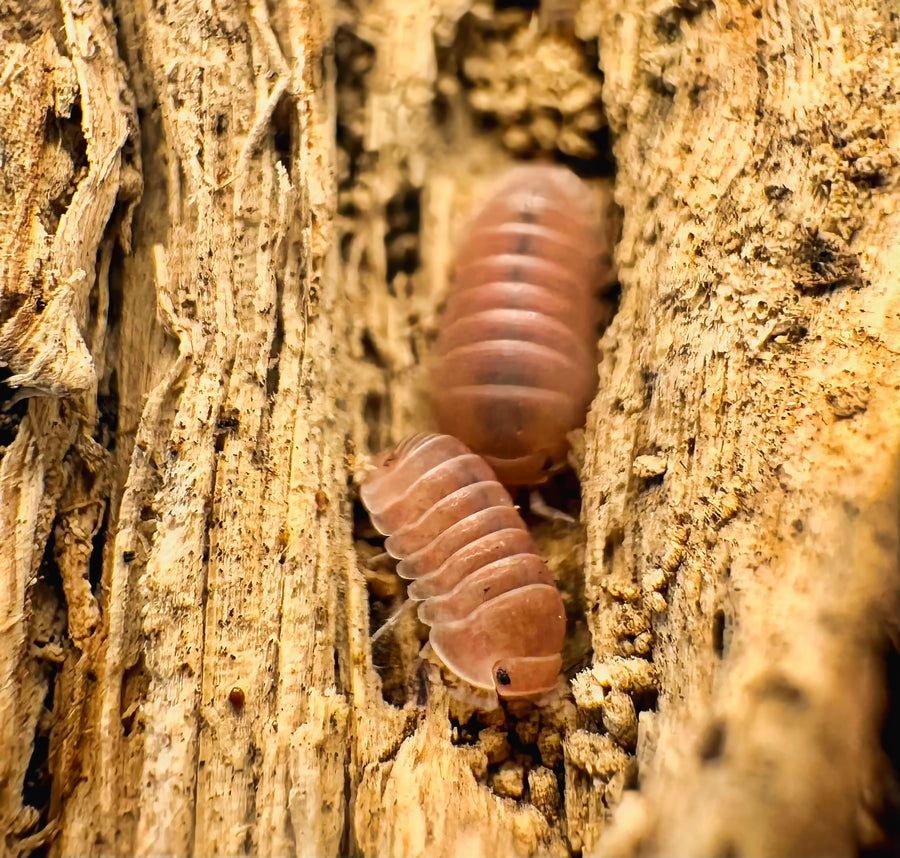 Cubaris sp "Cherry Blossom"