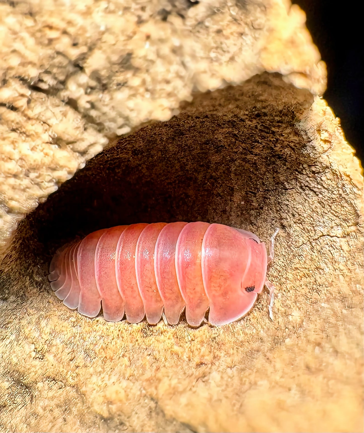 Cubaris sp "Cherry Blossom"