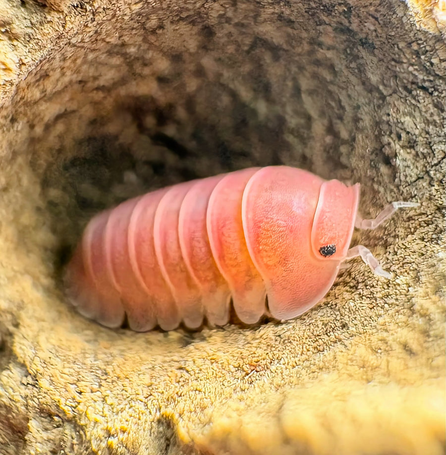 Cubaris sp "Cherry Blossom"