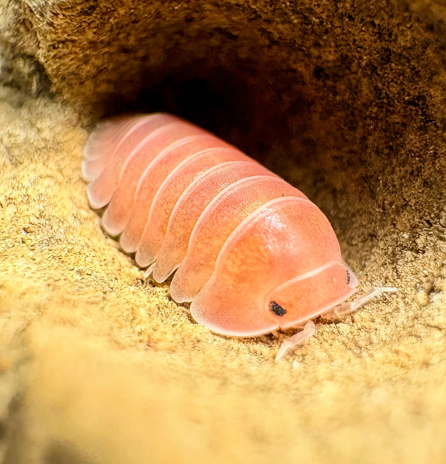 Cubaris sp "Cherry Blossom"