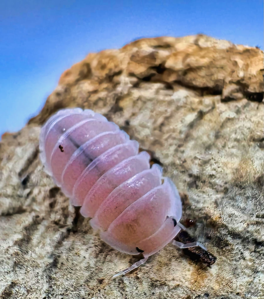 Cubaris sp "Cherry Blossom"