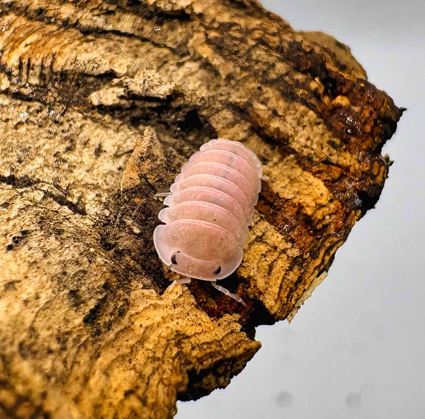 Cubaris sp "Cherry Blossom"