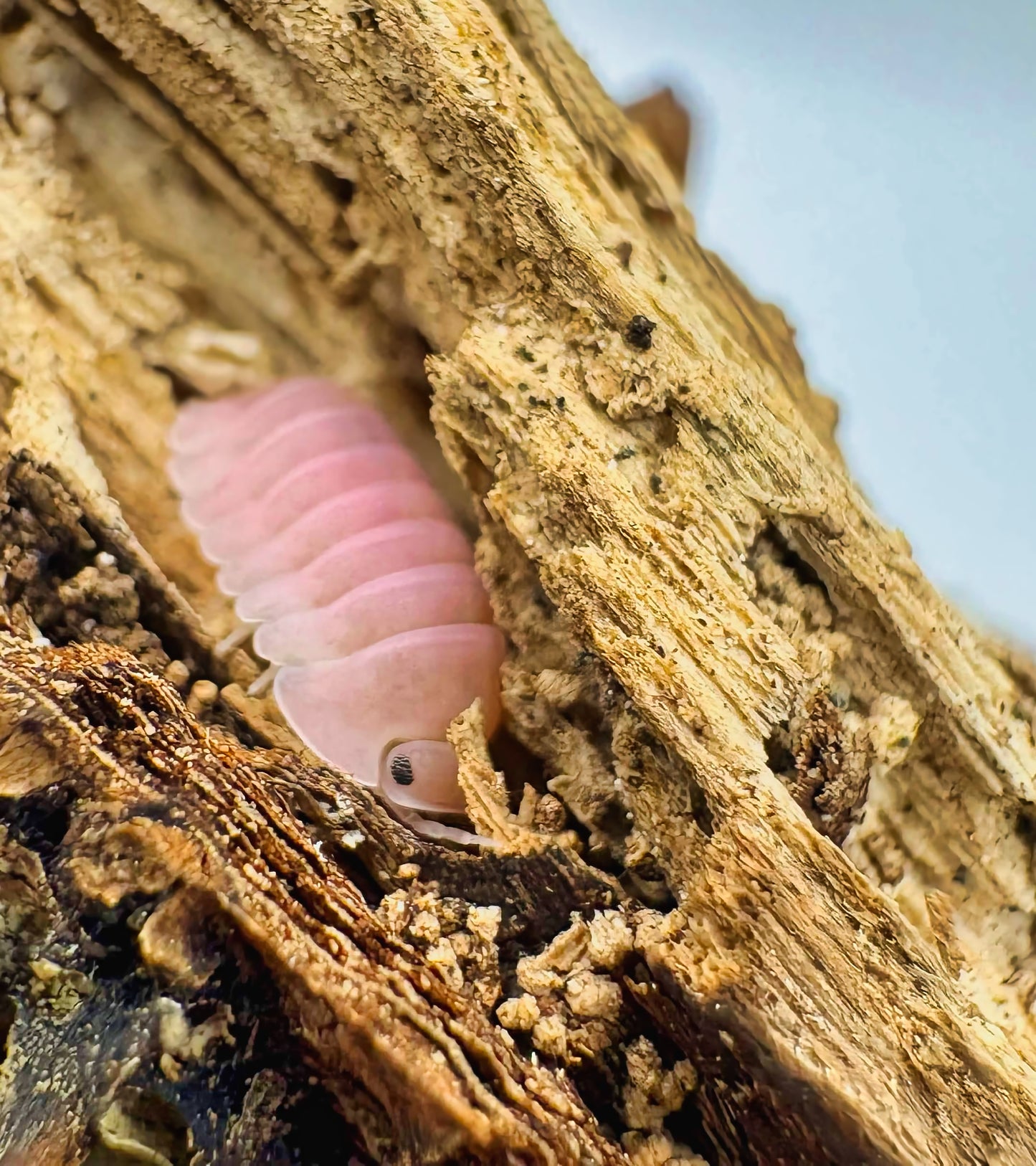 Cubaris sp "Cherry Blossom"