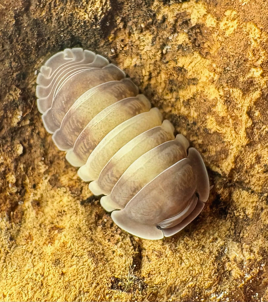 Cubaris sp "Crazy Horse"