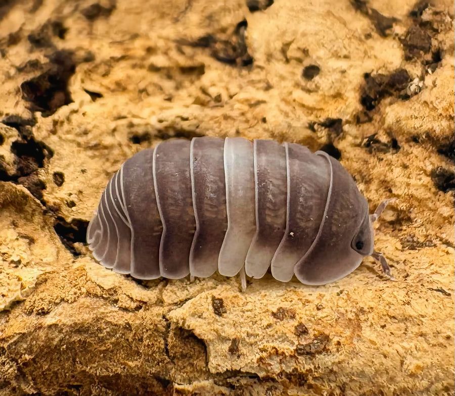 Cubaris sp "Crazy Horse"