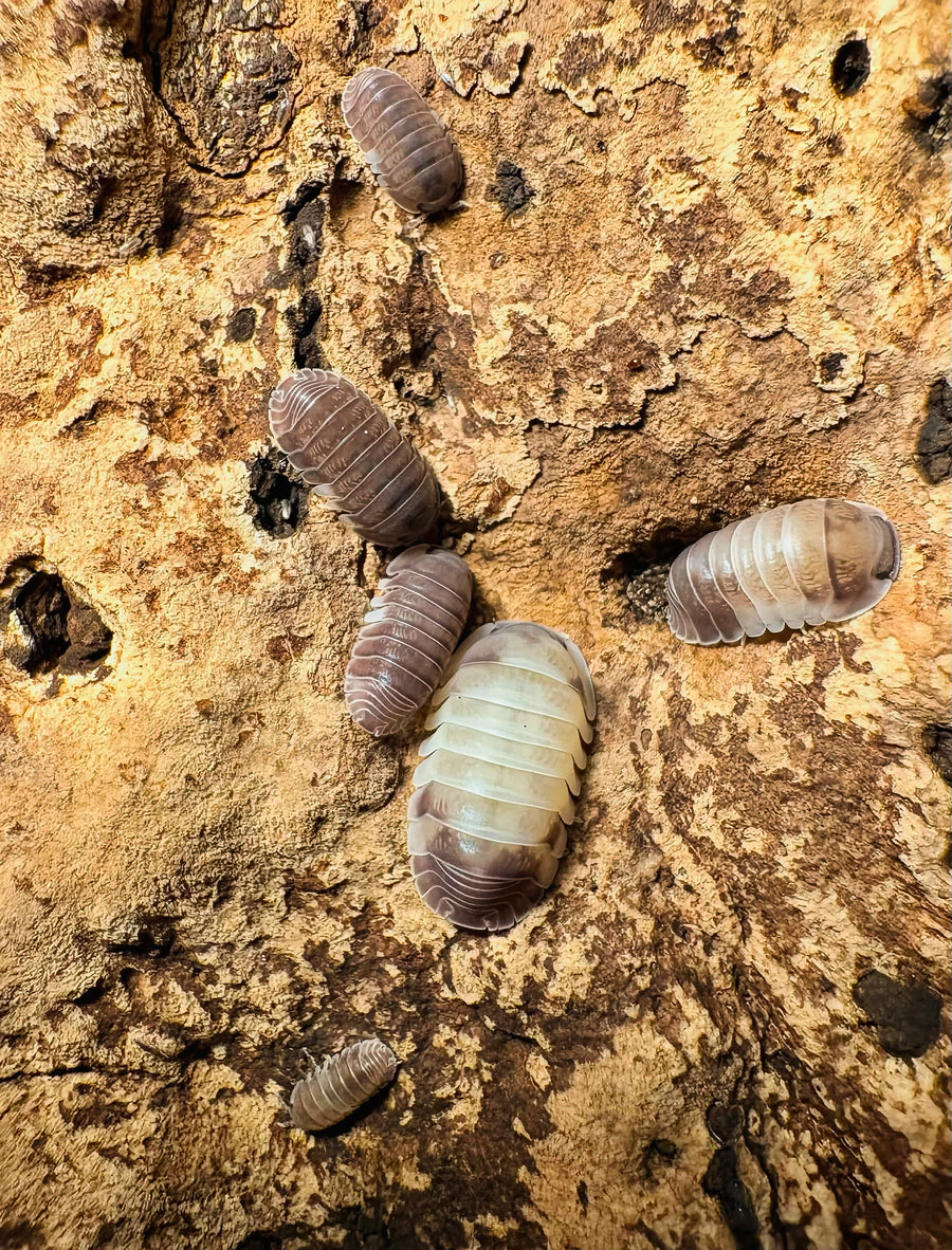 Cubaris sp "Crazy Horse"