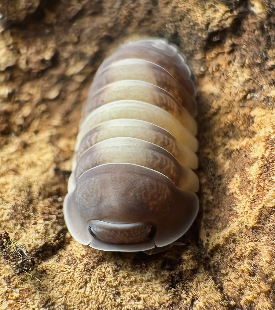 Cubaris sp "Crazy Horse"