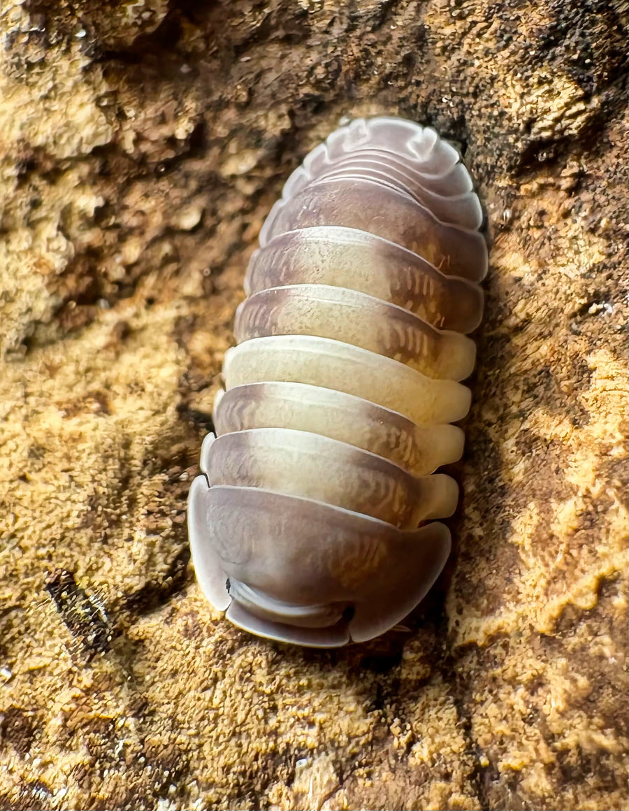 Cubaris sp "Crazy Horse"