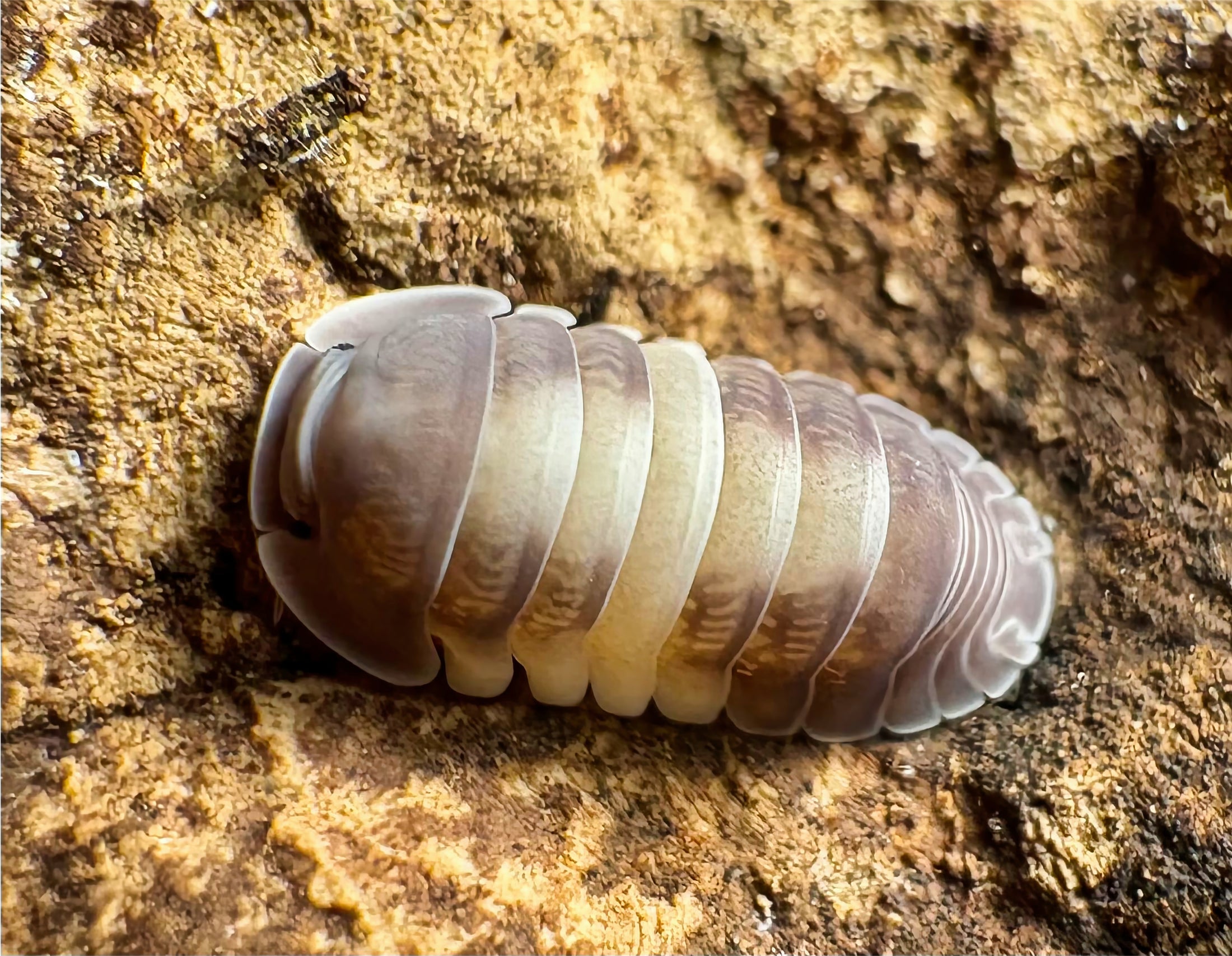 Cubaris sp "Crazy Horse"