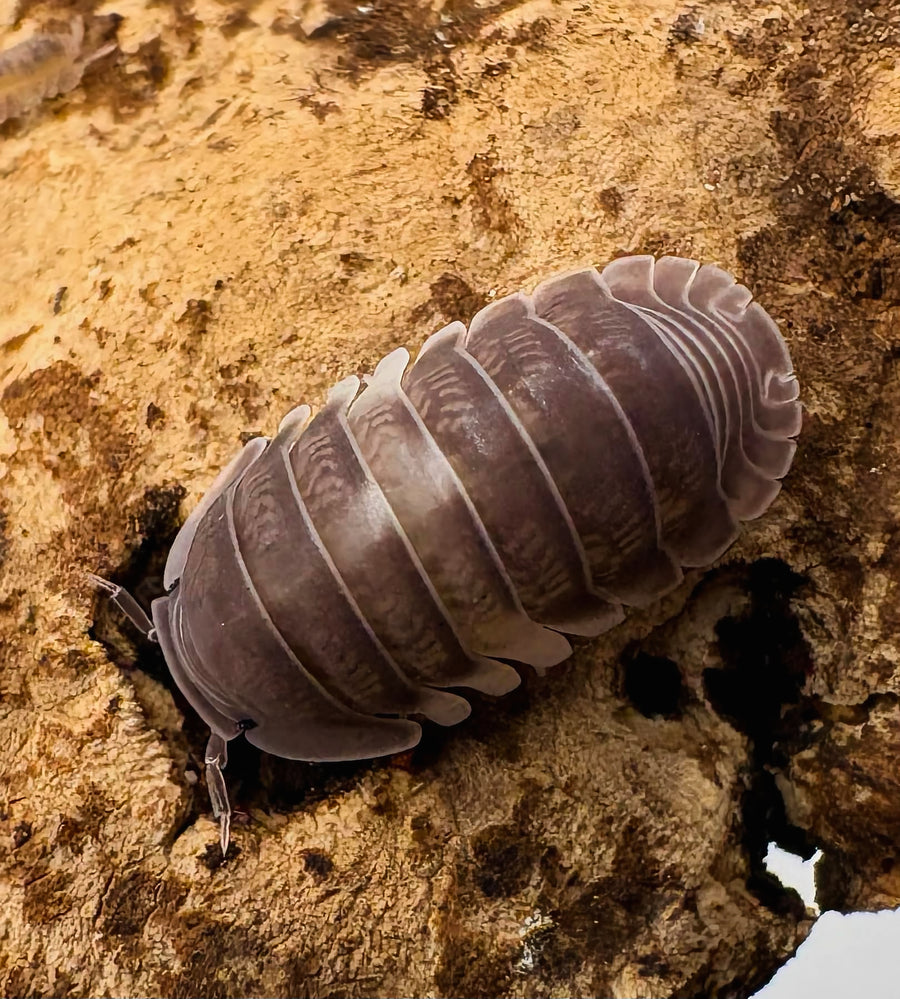Cubaris sp "Crazy Horse"