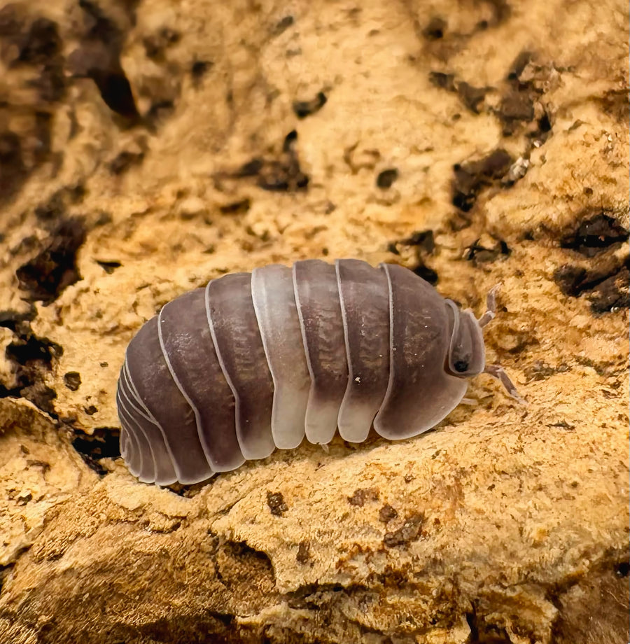 Cubaris sp "Crazy Horse"