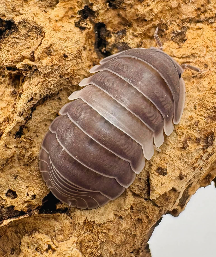 Cubaris sp "Crazy Horse"